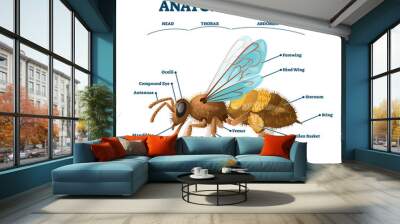 Anatomy of bee educational labeled body structure scheme vector illustration Wall mural