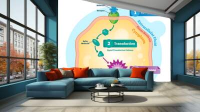 Bio signaling cell communication network system, micro biological anatomy labeled diagram vector illustration with receptor, transduction and response activity. Wall mural