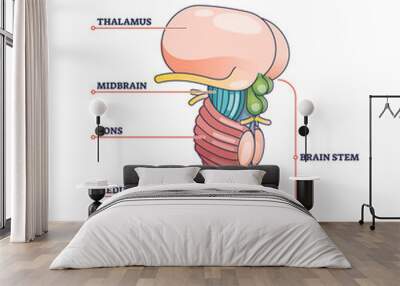 Brain stem parts anatomical model in educational labeled outline diagram. Biological sections location with titles scheme vector illustration. Thalamus, midbrain, pons, medulla and spinal cord graph. Wall mural