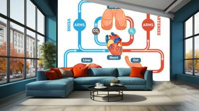 Human Circulatory System vector illustration diagram, blood vessels scheme Wall mural