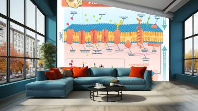 Membrane proteins labeled vector illustration. Detailed structure scheme. Wall mural