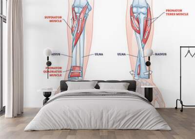 Pronation and supination medical term for hand movement outline diagram. Labeled educational both palm gestures and rotation directions vector illustration. Human muscular and skeletal flexing anatomy Wall mural