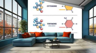 Pyrimidines as cytosine, thymine and uracil organic compound examples in outline diagram. Collection with three models and labeled structured bonds vector illustration. Educational biochemistry set. Wall mural