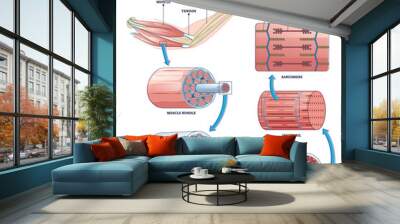 Skeletal muscle structure layers with anatomical arm closeups outline diagram. Labeled educational descriptions with bundle, fascicle, fibers, myofibril and sarcomere sections vector illustration. Wall mural