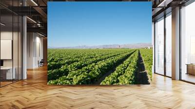 Fertile Field of Lettuce Grow in California Farmland. Field of organic lettuce growing in a sustainable farm in California with mountains in the back.
 Wall mural