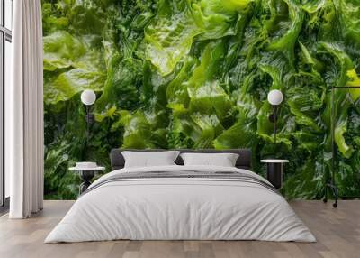 Fresh green sea vegetable on wet surface, texture and detail. Wall mural