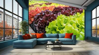 Freshly grown lettuce in a controlled environment Wall mural