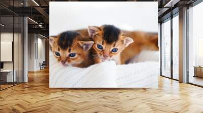 Small little newborn kitty, wild-colored kittens of Abyssinian cat breed lie, sleep sweetly on soft white blanket in bed. Funny fur fluffy kitty at home. Cute pretty brown red pet pussycat, blue eyes Wall mural