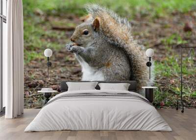 Portrait of an adorable Squirrel munching on a little snack. Wall mural