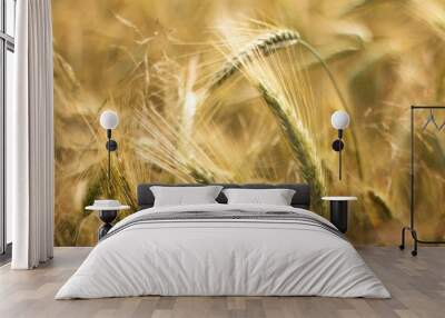 Grain Barley is one of the oldest agricultural crops. Wall mural