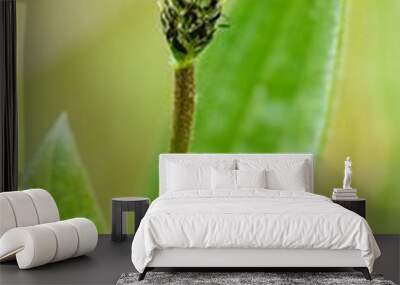 Medicinal plant Plantago on green background. Wall mural