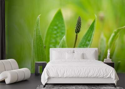 Medicinal plant Plantago on green background. Wall mural