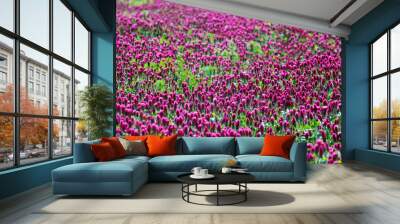 Red clover flowers on the field in the background Wall mural