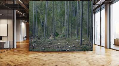 Ruined forest and broken trees by wind and gale. Wall mural