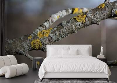 Yellow moss and fungus parasite on a tree branch. Wall mural