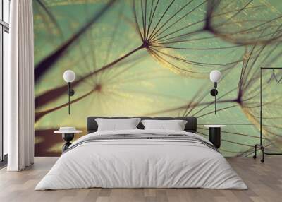 dandelion flower at sunset. beautiful nature details Wall mural