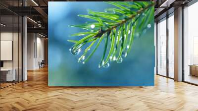 Drops of rain on the needles of the spruce branch close up. Spring nature background. Wall mural