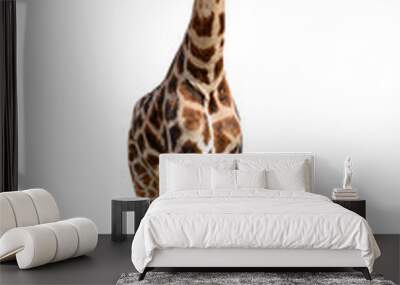 giraffe isolated on white background Wall mural