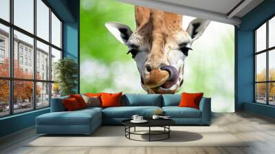 Giraffe Wall mural