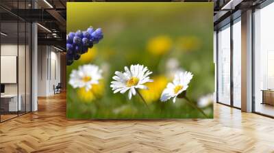 Spring meadow with flowers. Blue Muscari with Daisy in grass. Nature background. Wall mural