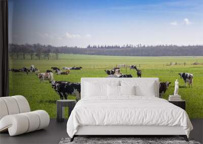 Herd of Holstein cows in the hills of Gaasterland, Netherlands Wall mural