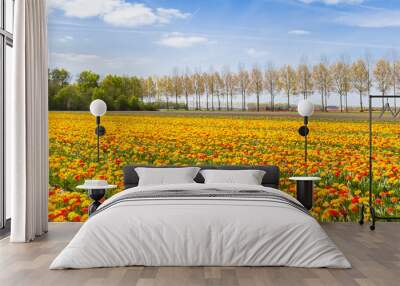 Panorama of red and yellow tulips in The Netherlands Wall mural