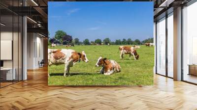 Red Holstein cows in the dutch landscape near Ootmarsum in Twente, Netherlands Wall mural