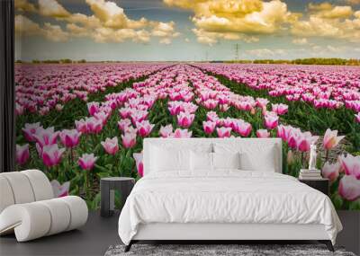 Sunset over a field of purple tulips in Noordoostpolder, Netherlands Wall mural