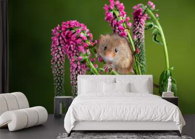 Adorable cute harvest mouse micromys minutus on red flower foliage with neutral green nature background Wall mural