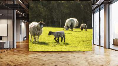 Beauitful landscape image of newborn Spring lambs and sheep in f Wall mural