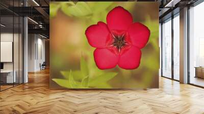 Vibrant deep red wild flower with shallow depth of field Wall mural