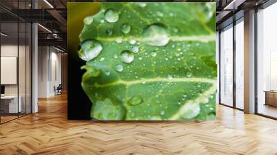 Drops of water on a green cabbage leaf with white veins. Macrophotography. Selective focus Wall mural