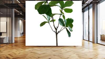 Green leaves tropical houseplant fiddle-leaf fig tree (Ficus lyrata) in small ceramic pot, ornamental tree isolated on white background, clipping path included. Wall mural