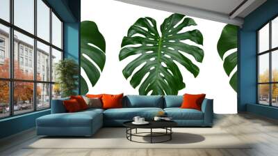 monstera plant leaves, the tropical evergreen vine isolated on white background, clipping path inclu Wall mural