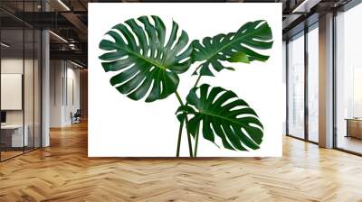 Monstera plant leaves, the tropical evergreen vine isolated on white background, clipping path included Wall mural