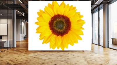 sunflower (Helianthus annuus) isolated on white background, clipping path included Wall mural