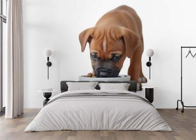 Dog eats dry food from a bowl Puppy eating food isolated on transparent background. Wall mural