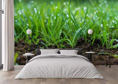 Fresh green grass with rich brown soil, morning dew, vibrant and lush, natural background Wall mural