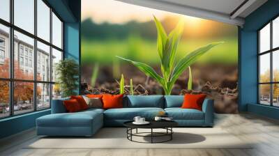 maize corn seedling in the agricultural plantation in the evening, animal feed agricultural industry. Wall mural