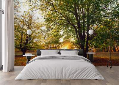 Amazing autumn park (forest)  with colorful trees and sunlight. autumn natural background Wall mural