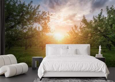 apple garden  at sunset (or sunrise). natiral summer (spring) background Wall mural