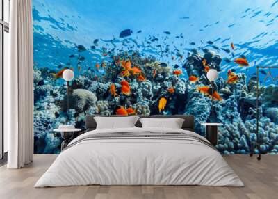 colorful corals and exotic fishes at the bottom of the Red sea. beautiful natural summer background Wall mural