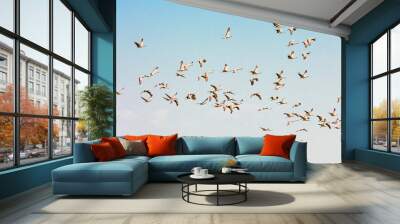 A flock of cranes flies in the sky. A flock of birds during seasonal migrations. Cranes - belladonna in a large flock fly south. Wildlife, beautiful scenery. Wall mural