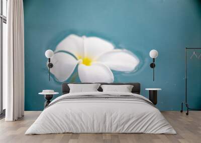 A Plumeria flower floats on the water in a pond. White tropical frangipani flower. Tropical landscape of beautiful plants and flowers. The concept of calm and tranquility. Wall mural