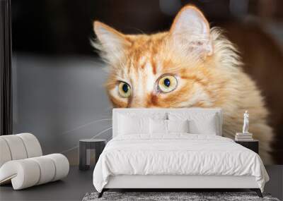 A closeup image of an adorable orange cat gazing directly at the camera Wall mural