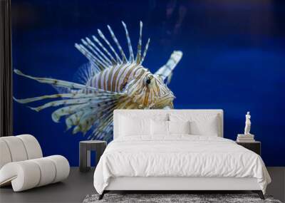 A colorful fish with a long, flowing tail is swimming gracefully in the water Wall mural