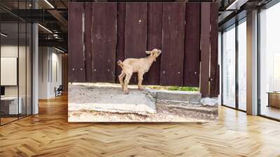 A small goat is peacefully standing next to a wooden fence nearby Wall mural