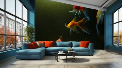 Two goldfish swim in dark water closeup Wall mural