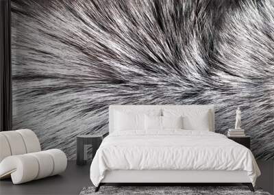 Black fox fur close up. Background of gray animal fur chinchilla, texture of fur pile. Wall mural