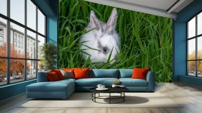 Easter bunny on the grass. Beautiful rabbits on a green background with copy space. Easter concept, colorful background for greeting card. Wall mural